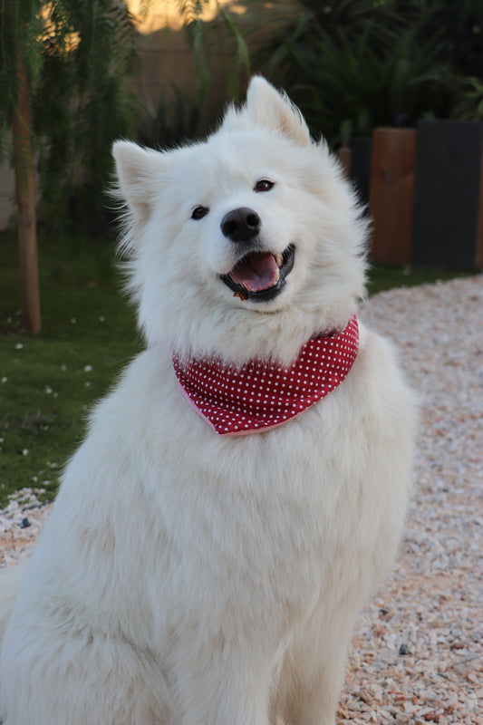 Bandana Snow