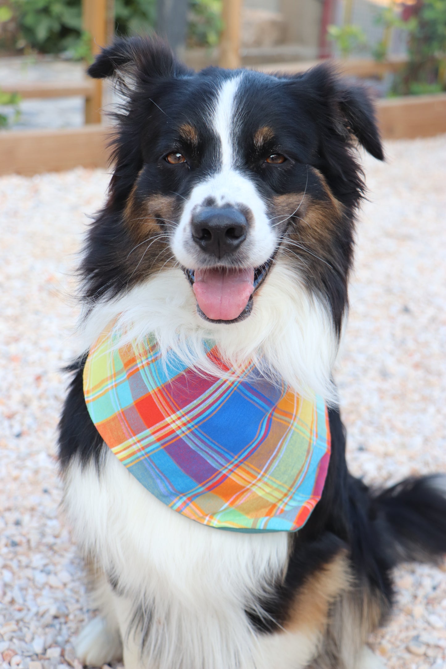 Bandana Pongo