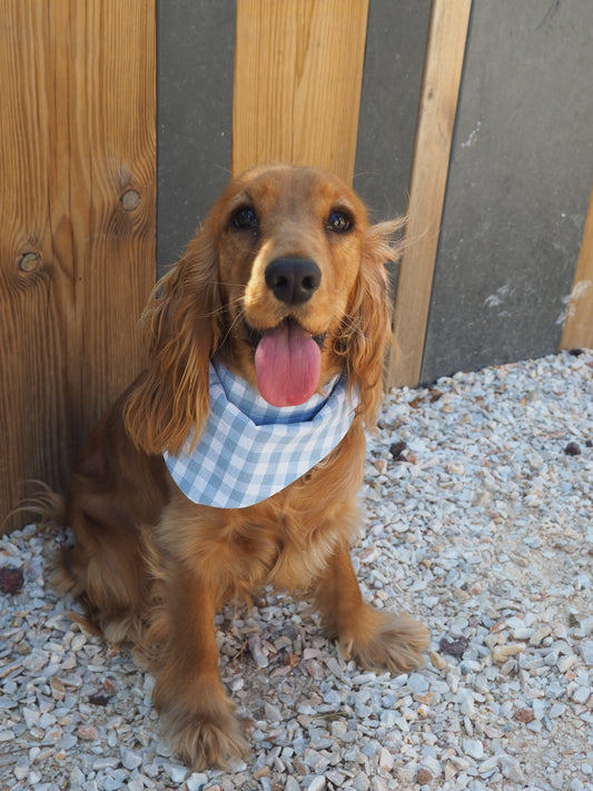 Bandana Daisy