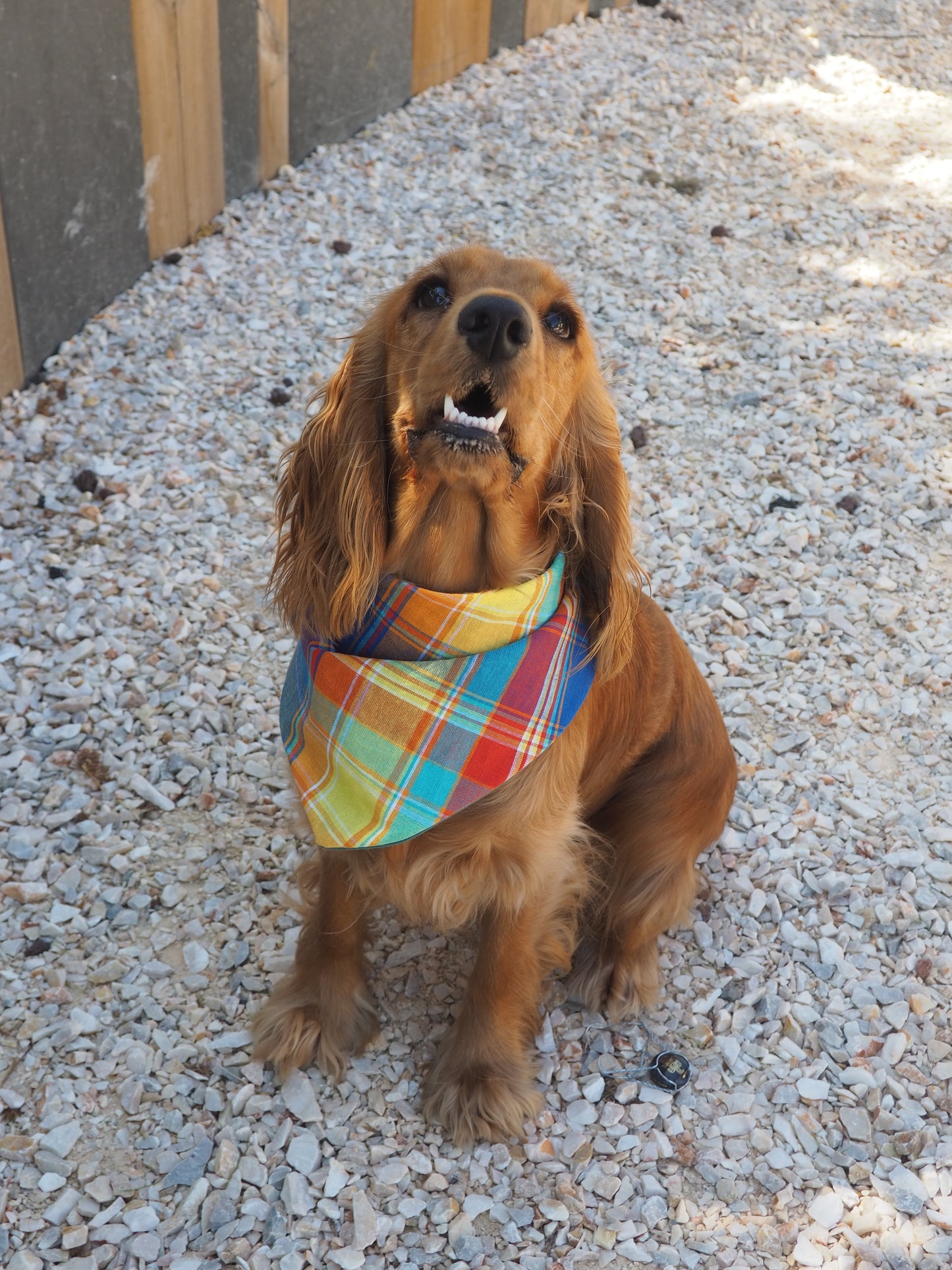Bandana Pongo