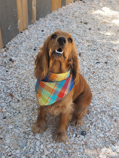 Bandana Pongo
